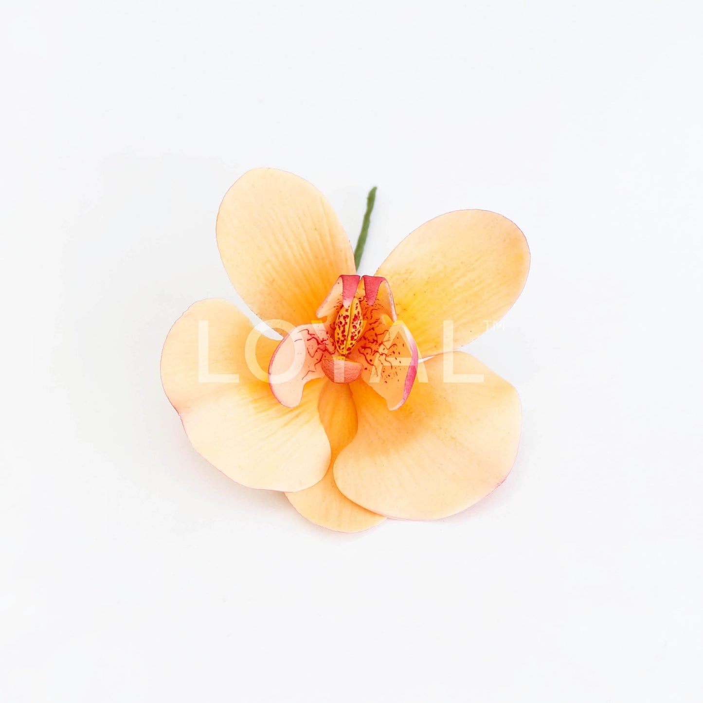 PHALAENOPSIS PETAL CUTTER