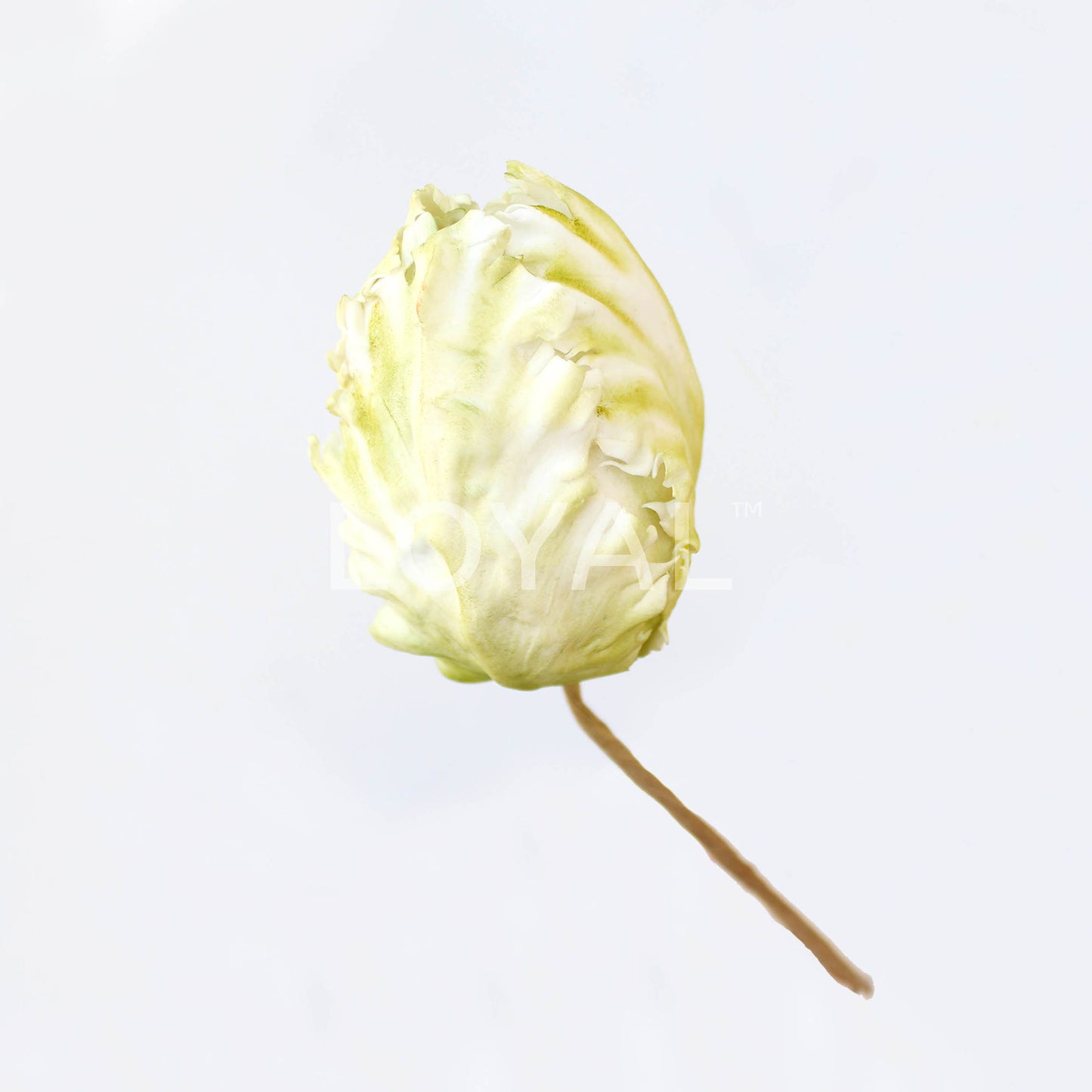 PARROT TULIP PETAL CUTTER